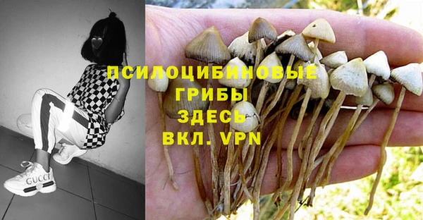 молекула духа Новозыбков